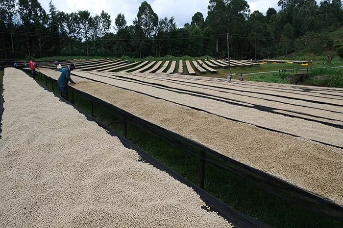 Mount Kenya - Terbodore Coffee