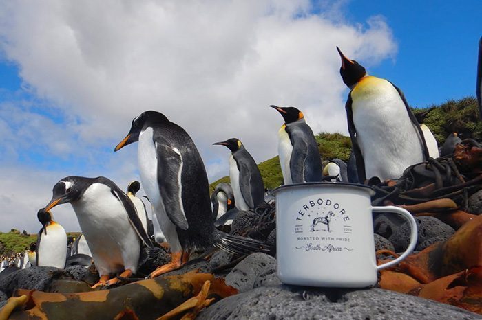 Terbodore Marion Island - Tin Cup with penguins in the background