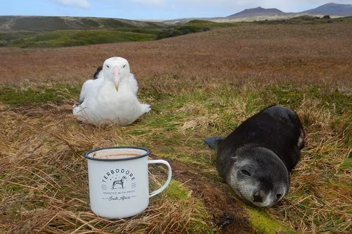 A seal and Seagull with Terbodore Tin Mug lying on grass