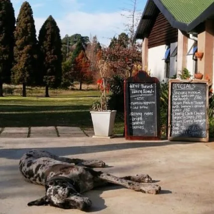 Great Dane dog lying on the floor infront of the Terbodore Cafe in Franschhoek