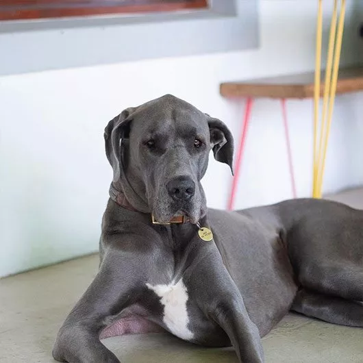 Great Dane Dog -Terbodore