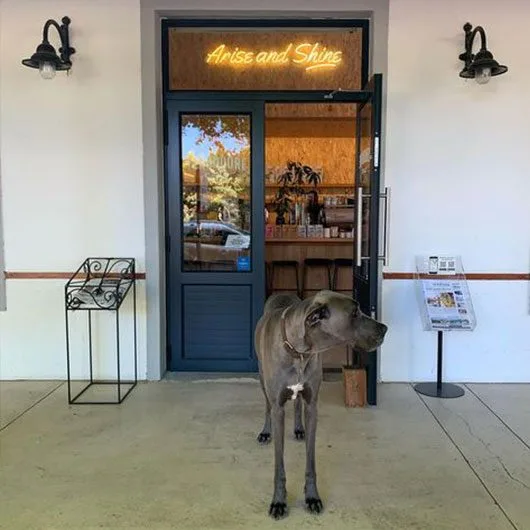 Great Dane Dog standing in front of Terbodore Cafe Franschhoek