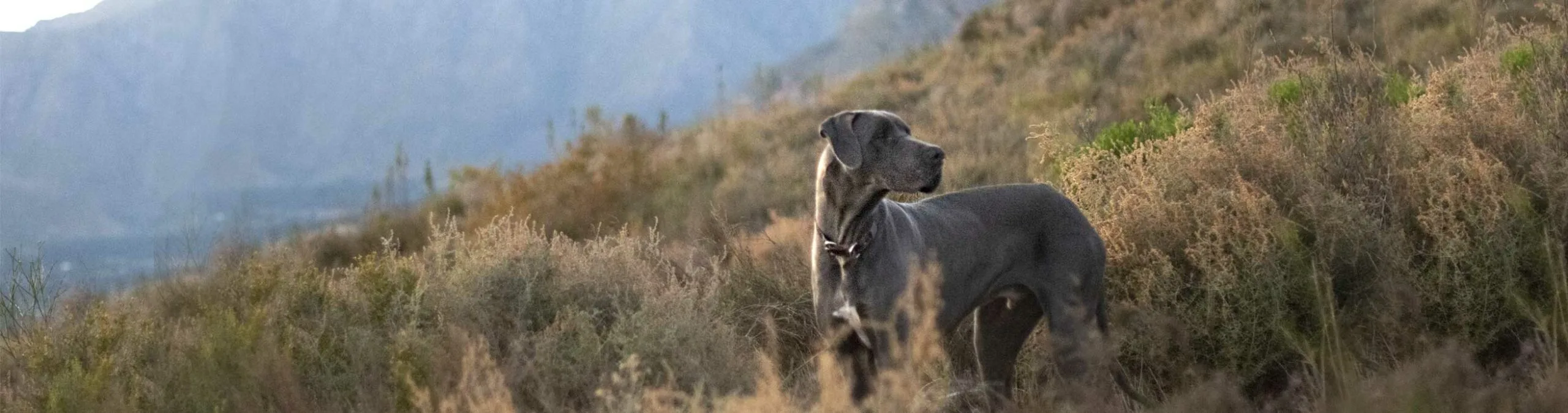 Great Dane Dog in the bush - Terbodore